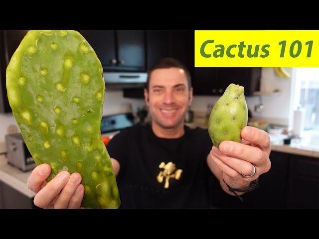 torch cactus Trichocereus grandiflorus hybrid Torch Cactus