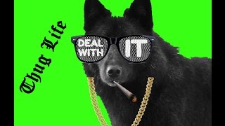 Thug Life- Dog Vs Wolf