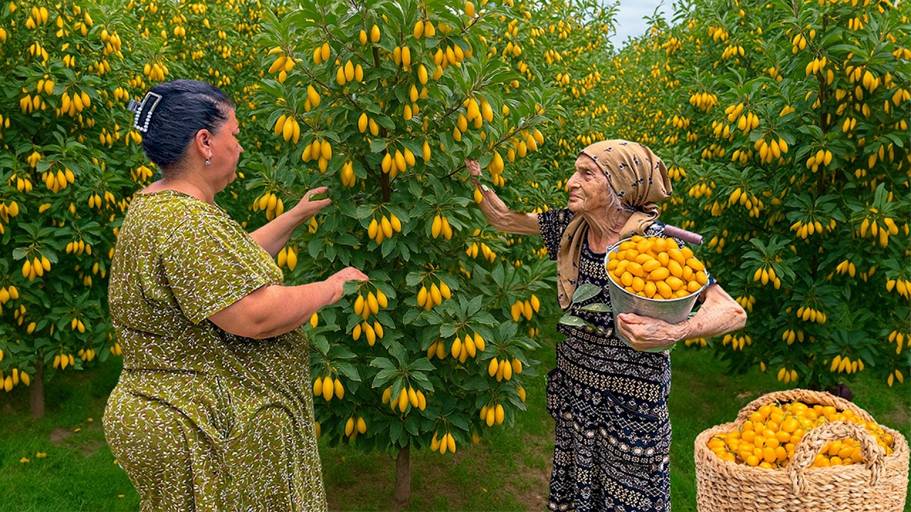 Свежий урожай жёлтого кизила | Превращаем сокровище природы в джем и кекс