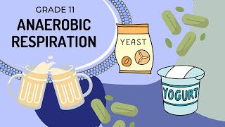 Anaerobic respiration