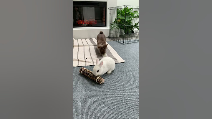Should you get a pet bunny? 🐰