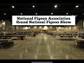 Npa usa grand national pigeon show