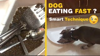 Does Your Dog Eat too fast? Smart Technique to Eat More Slowly! by Hetty & Percy 764 views 5 years ago 1 minute, 31 seconds