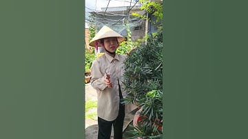 cách tỉa cây tùng La Hán bonsai dáng bay Có một không hai #anhducbonsai #bonsai #shortvideo #shorts