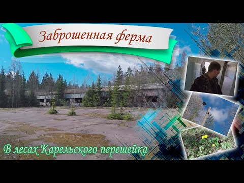 Заброшенная ферма в лесах Карельского перешейка