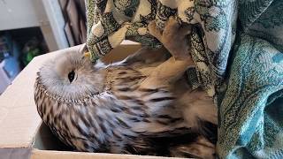 Гусь докапывается до людей, а люди до совы