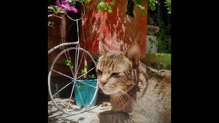 Edit de Potoneto para revivir el canal: #viral#cat#edit#capcut#fun#funny#trend#trends#shorts#like#xd