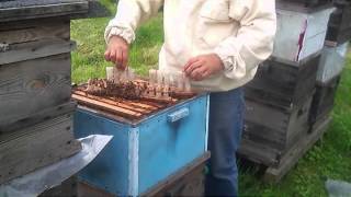 Bee Farm Dendrops.co.uk