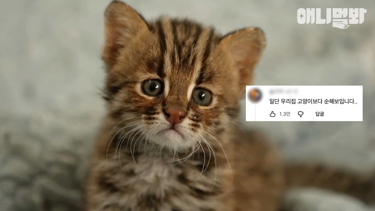 [#댓글모음집] 이런 비주얼 어필은 삵이야...😍🤍 #TV동물농장 #AnimalFarm #애니멀봐
