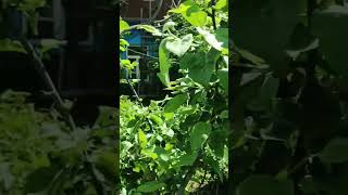 &quot;С.Ф.&#39;&quot; представляет:&quot;Дикоросы в садах Д.В.&quot;Красодневы&quot; 15ию ня.