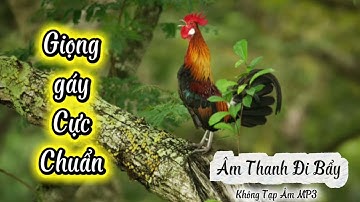 Tiếng gà rừng rặc gáy giọng thổ ờ nghe cực hay #tienggarung #bẫygàrừng 