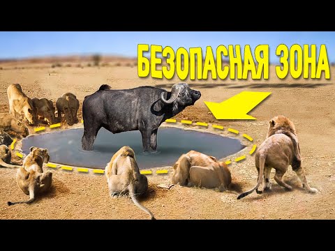 Вот Почему Львы Никогда Не Убьют Этого Буйвола