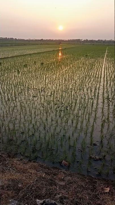 suasana sawah di pagi hari