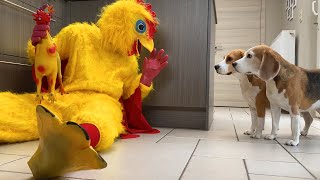 Dogs vs Giant Chicken Prank : Beagles Louie & Marie