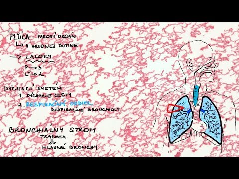 Video: Pľúca Ako Dýchací Orgán