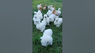 Thumbnail of Beautiful silkie chickens #Shorts