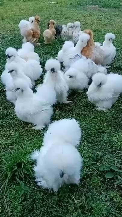 Beautiful silkie chickens #Shorts