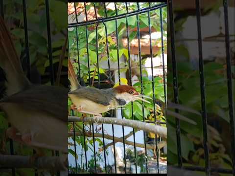 prenjak coki gacor #kicaumonster #kicaumania #prenjakgacor