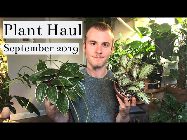 Houseplant Haul | September 2019