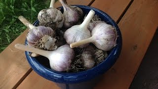 How to grow great garlic in a cold, northern climate, like alberta,
canada. for more info visit: http://bit.ly/2oc9e0v.