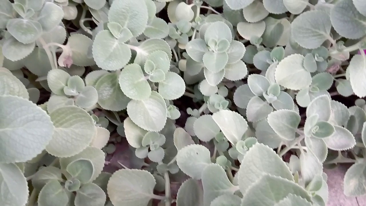 Ajwain Oregano Herb Overflowing Feng Shui Wealth YouTube