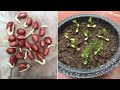 Comment faire pousser des arachides  la maison