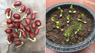 How to grow red peanuts at home