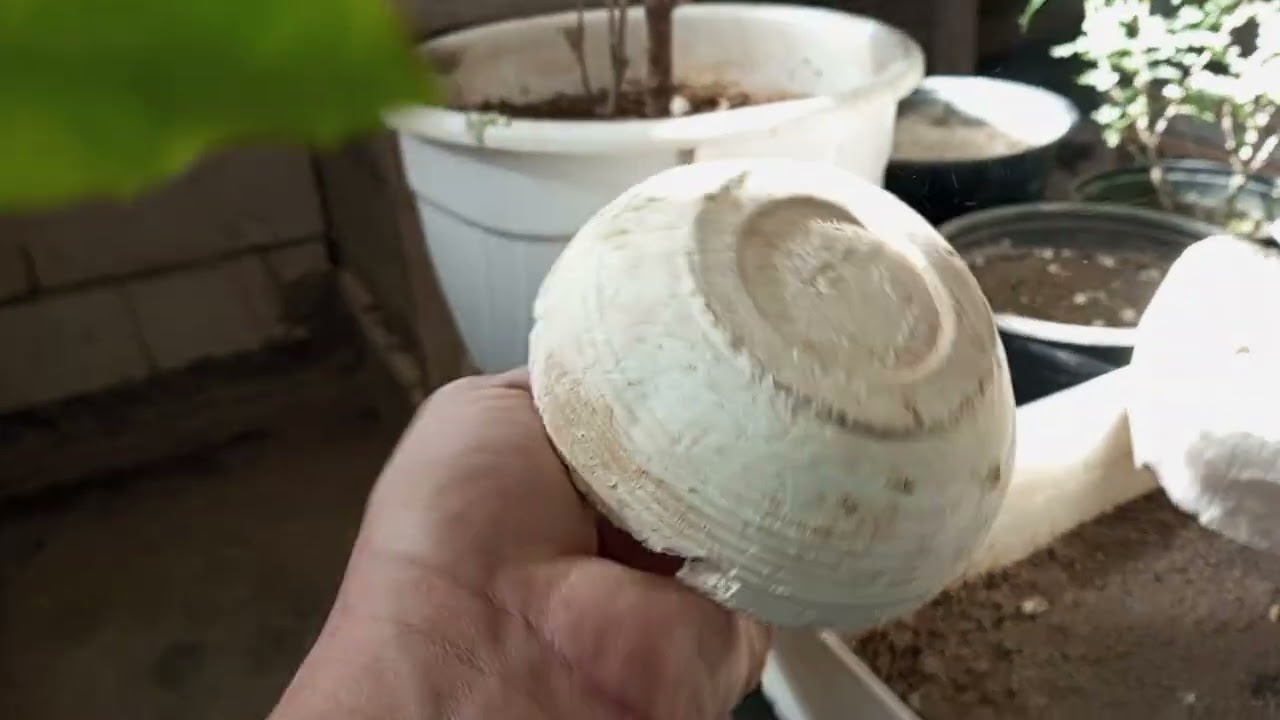 الكالسيوم الطبيعي من اقل التكاليف على طلب المشتركين