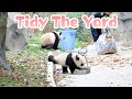 Panda Helping Nanny To Tidy The Yard | iPanda