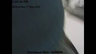 Barber CLC Live Chick Quest
