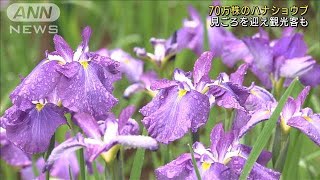 ハナショウブ70万株が見ごろ　雨に濡れ色鮮やか(2021年6月13日)