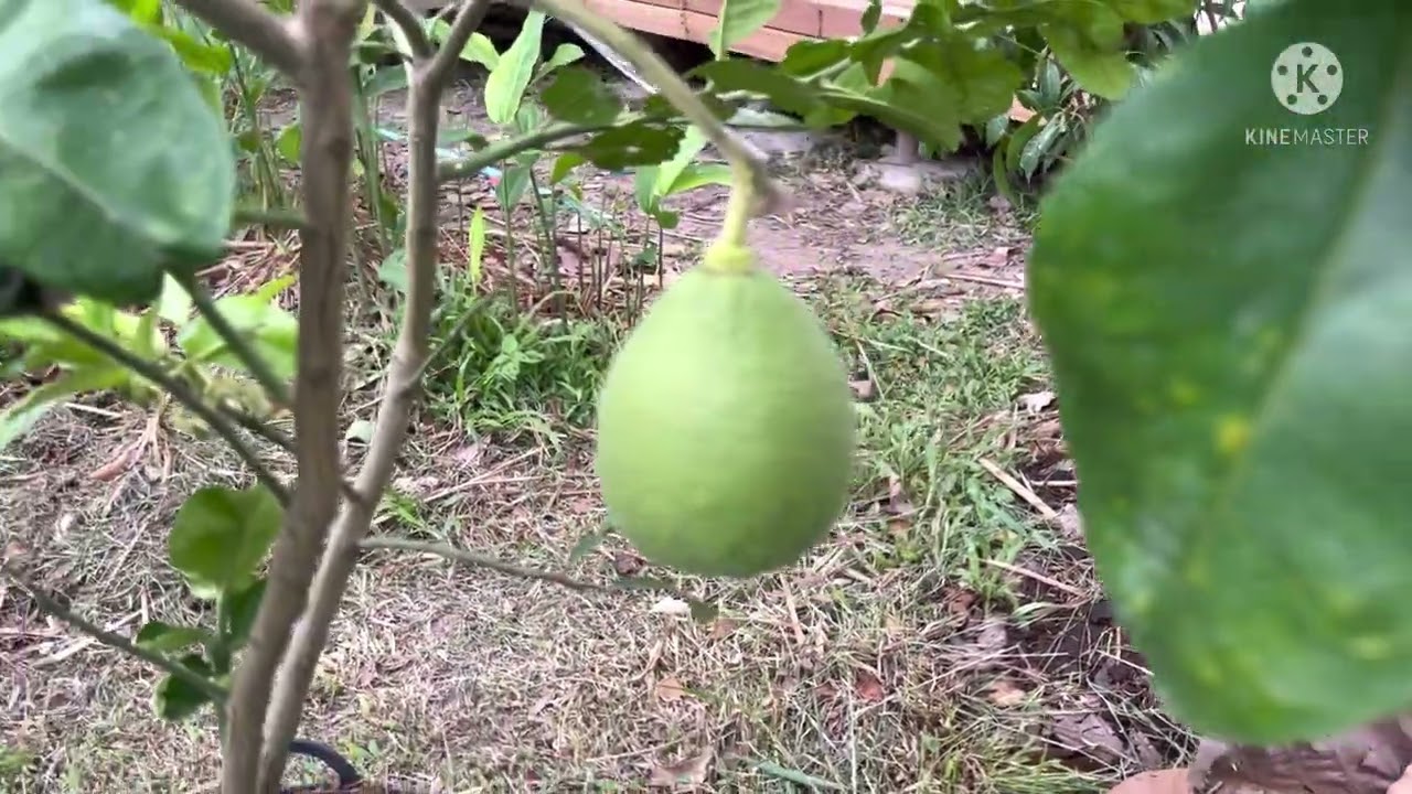 ทำได้ไง ปลูกส้มโอในเข่งปีเดียวติดลูก