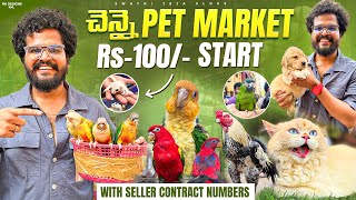 Chennai Pet Market Complete Tour | Dogs, Birds, Cats, Rabbits, Prices | Koozi Market Telugu | STV
