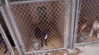 St Tammany Animal Shelter