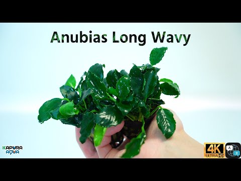 Video: Аквариум өсүмдүктөрү. Cryptocoryne Wendt: асылдандыруу жана кам көрүү (сүрөт)