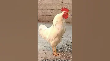 صوت الديك الابيض 