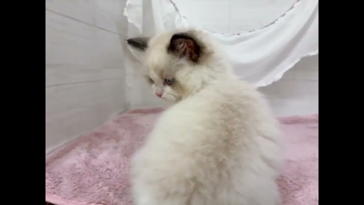 【No.201050　ラグドール】ペットショップ犬の家猫の里碧南店