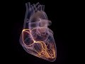 Unveiling the Neural Network Behindn #anatomy #biology