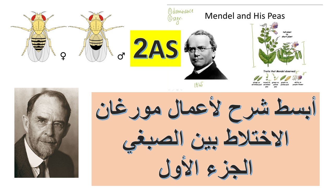 أعمال مورغان الثانية ثانوي : الالقاح التراجعي الجزء الأول