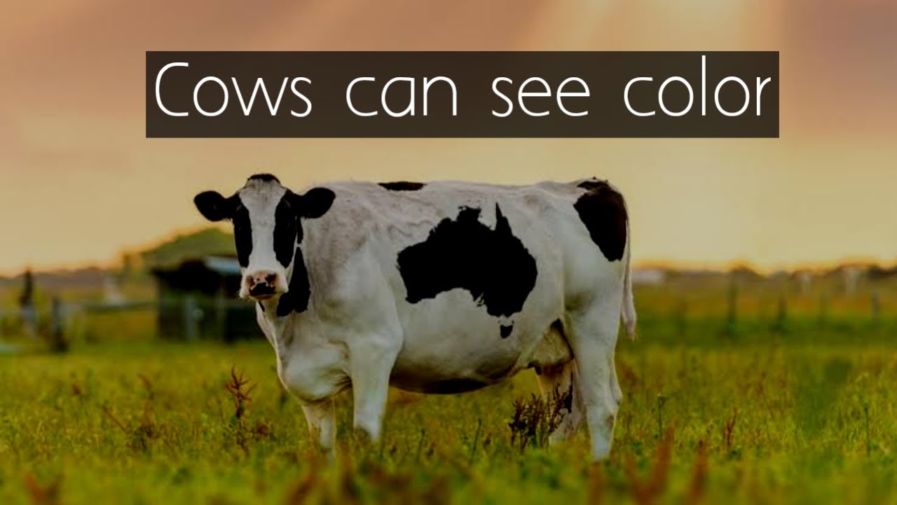 Cows can see color - YouTube