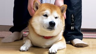 なでなでをはしごする柴リーマン