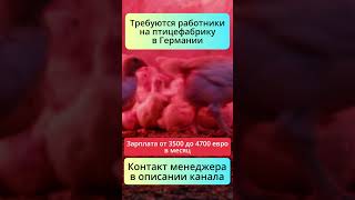 Германия сегодня — стабильный доход без лишних требований