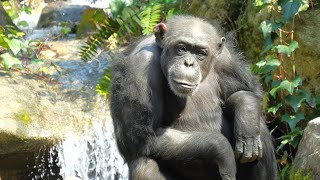 Waterfall, ears and Yoshizu　Yokohama Zoo Zoorasia　Chimpanzee　202404