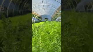 Summer carrot succession #diygardening #plant #mygarden #marketgarden #farming Summer carrot succession #diygardening #plant #mygarden #marketgarden #farming
