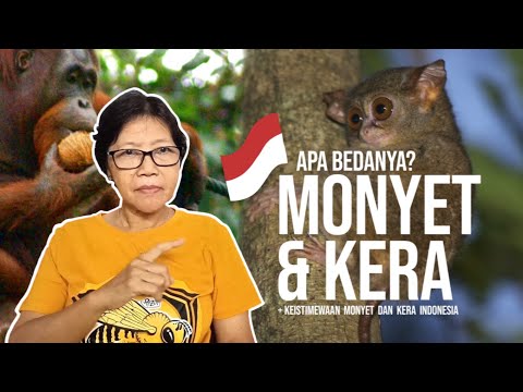 Video: Apa yang bertentangan dengan monyet?