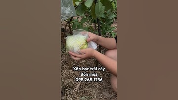 Xốp bọc trái cây bốn mùa #xuhuongyoutube #xopboctraicay #xopbocoi #vattunongnghiep #viral #farming