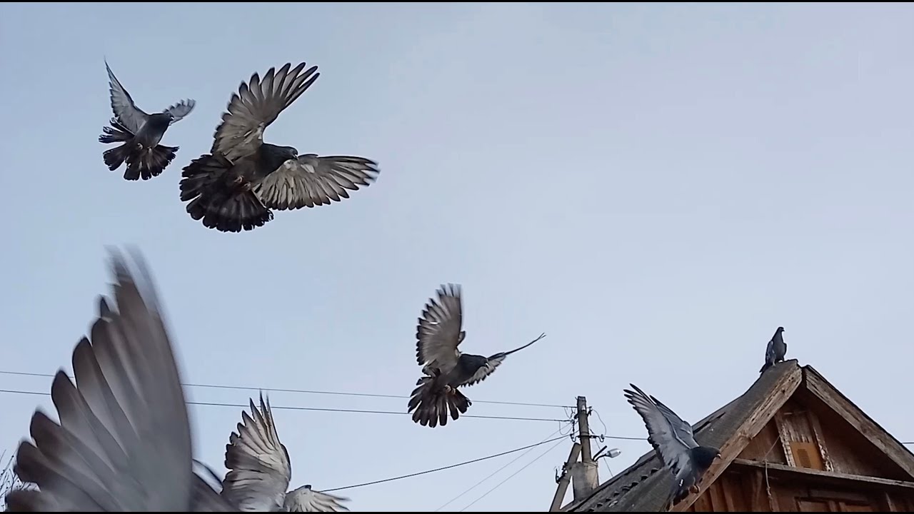 Голуби николаевские видео новые. Голуби николаевские торцовые 2021. Голуби николаевские торцовые серпастые. Голуби николаевские торцовые высоколётные. Голуби николаевские бабочки высоколетные.