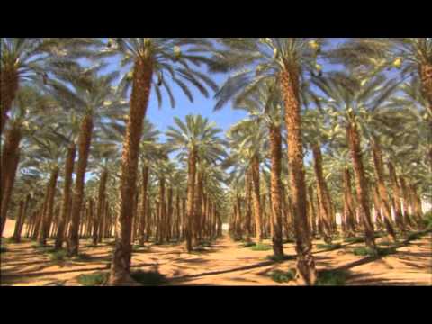 Vidéo: Leshy, Mets Un Mot Sur Le Seigneur De La Forêt - Vue Alternative