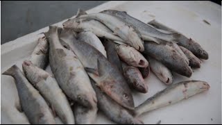Pescadores poderão vender peixes diretamente para restaurantes