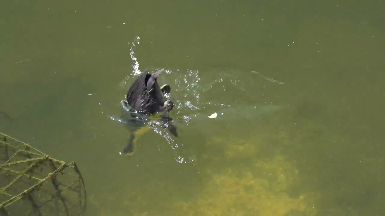 Young Coot diving
